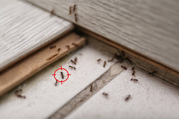 Best Termite Control Services  in Dunes City, OR